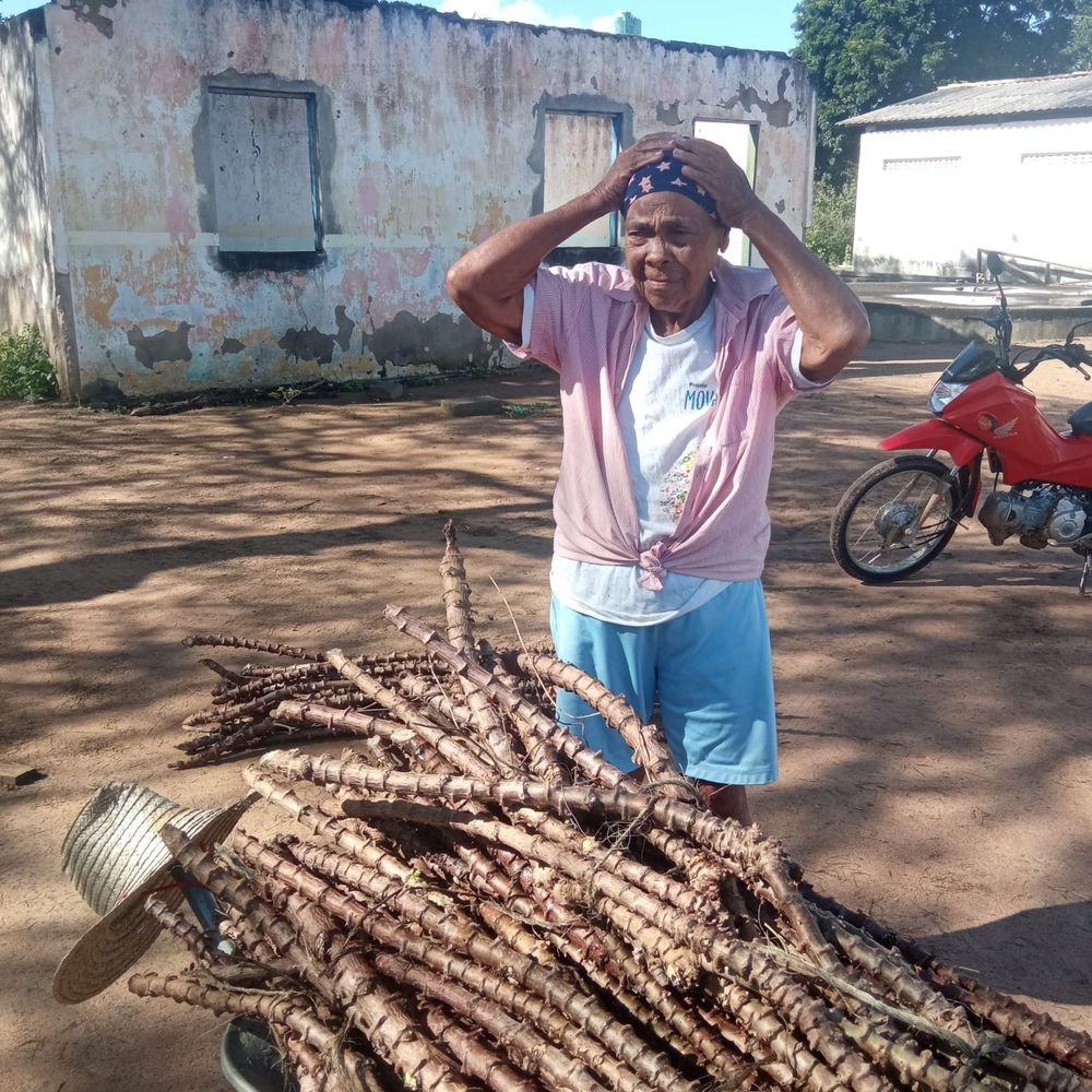 Manivas para Plantio