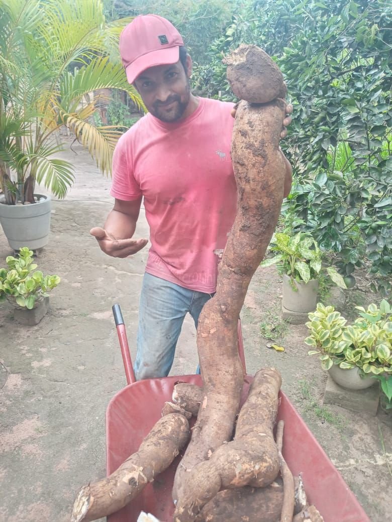Colheita da Mandioca